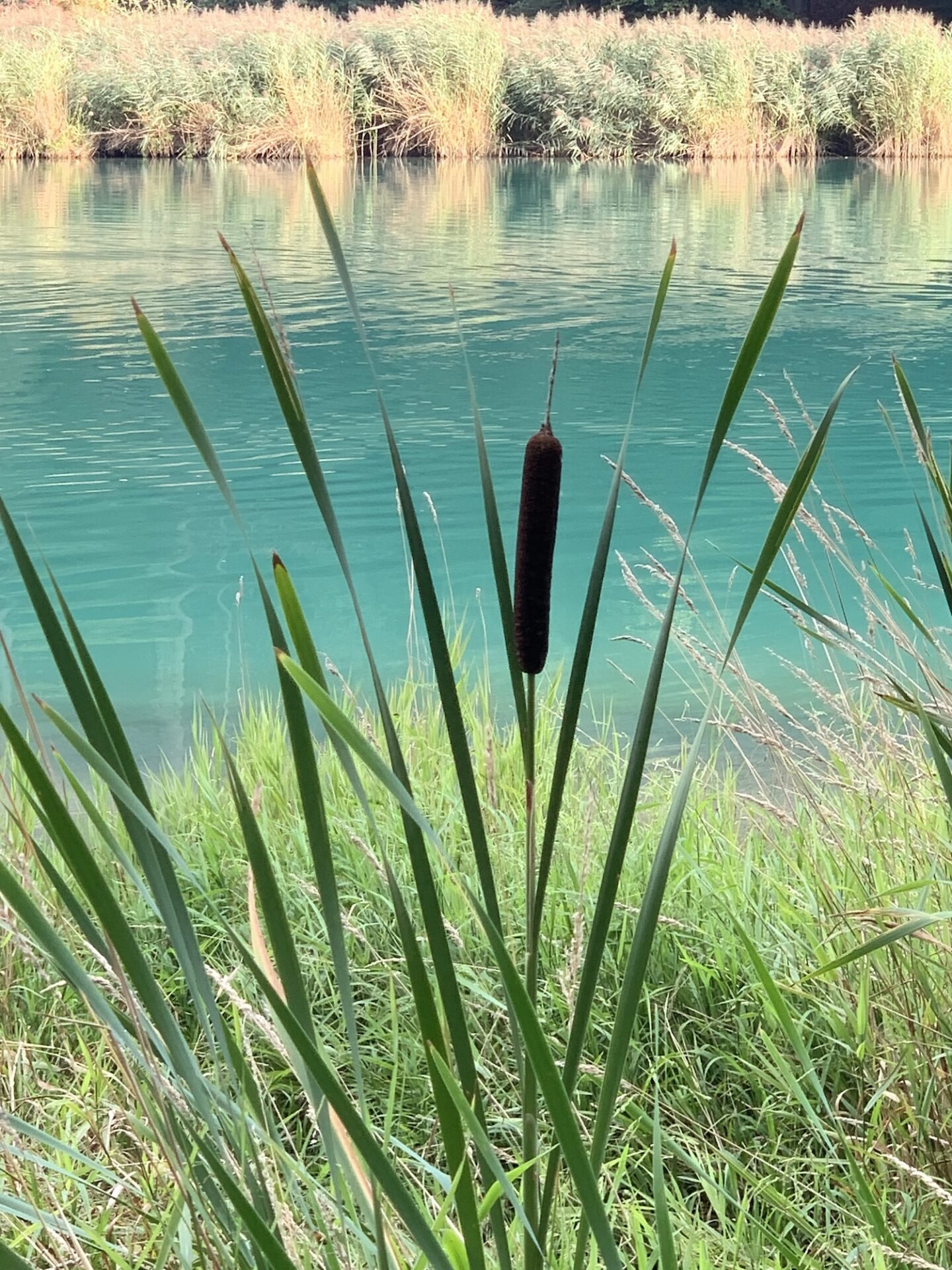 Spaziergang an der Aare