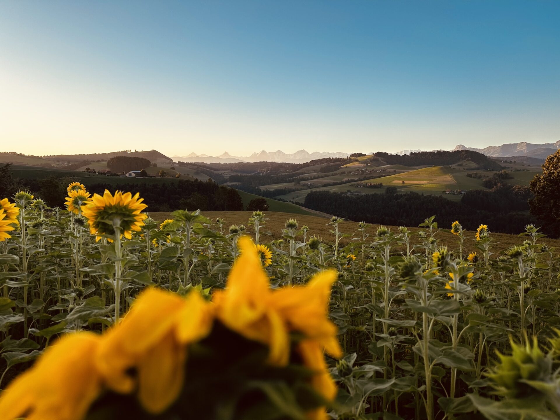Morgendliche Aussicht in Oberbalm