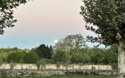 Golegã – erster Eindruck hat nicht getrübt